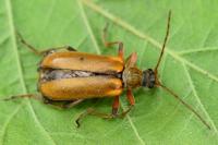 Cortodera humeralis