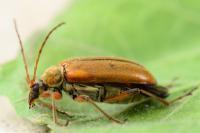 Cortodera humeralis