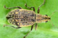 Polydrusus cervinus