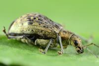 Polydrusus cervinus
