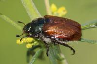 Phyllopertha horticola