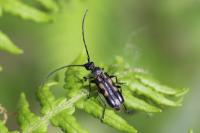Anoplodera sexguttata