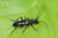 Anoplodera sexguttata