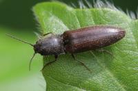 Athous haemorrhoidalis