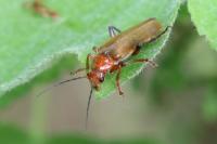 Cantharis livida