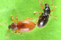 Exomias pellucidus