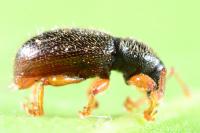 Exomias pellucidus
