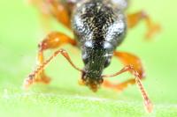 Exomias pellucidus