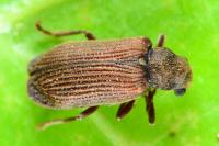 Grynobius planus