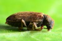 Grynobius planus