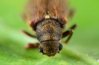 Grynobius planus