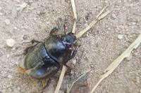 Geotrupes stercorarius