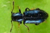 Korynetes ruficornis