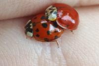 Harmonia axyridis