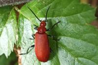 Pyrochroa serraticornis