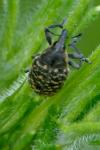 Larinus turbinatus