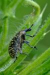 Larinus turbinatus
