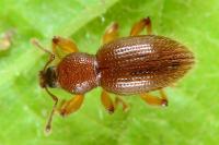 Exomias pellucidus