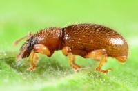 Exomias pellucidus