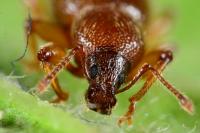 Exomias pellucidus