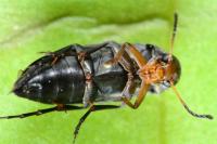 Anaspis frontalis