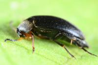 Anaspis frontalis