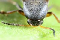 Anaspis frontalis