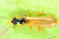 Rhagonycha lignosa