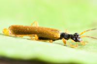 Rhagonycha lignosa