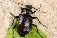 Calosoma inquisitor