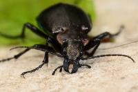 Calosoma inquisitor