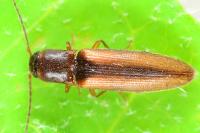 Dalopius marginatus