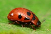 Gonioctena decemnotata