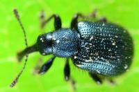 Neocoenorrhinus interpunctatus