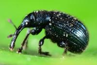 Neocoenorrhinus interpunctatus