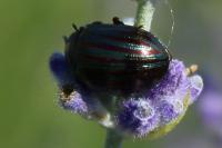 Chrysolina americana