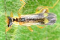 Malthinus seriepunctatus