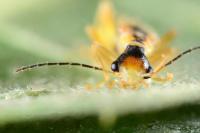 Malthinus seriepunctatus