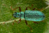 Polydrusus pterygomalis