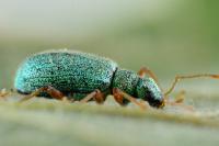 Polydrusus pterygomalis