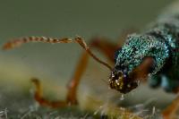 Polydrusus pterygomalis