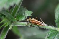 Stenocorus meridianus