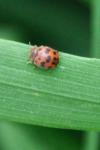 Subcoccinella vigintiquatuorpunctata
