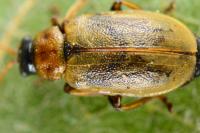 Lochmaea suturalis