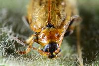 Lochmaea suturalis