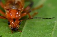 Cantharis livida