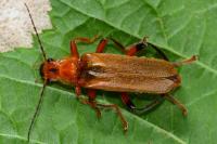 Cantharis livida