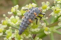Coccinella septempunctata