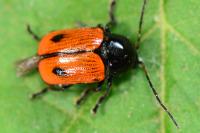 Cryptocephalus bipunctatus