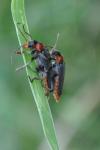 Cantharis fusca